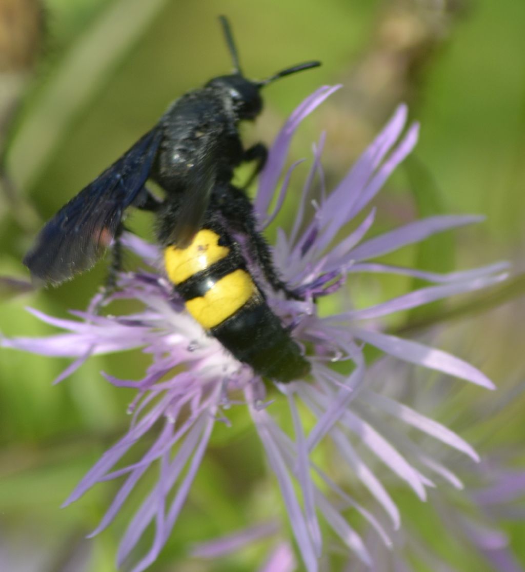 SCOLIIDAE Scolia hirta hirta (Schrank, 1781)